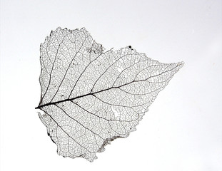 Fasern eines abgestorbenen Blattes