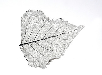 Fasern eines abgestorbenen Blattes