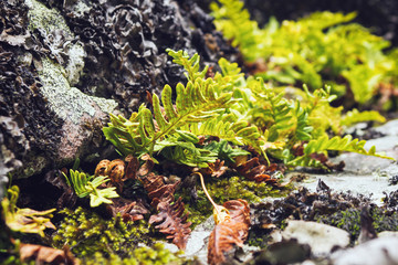 green moss on a stone