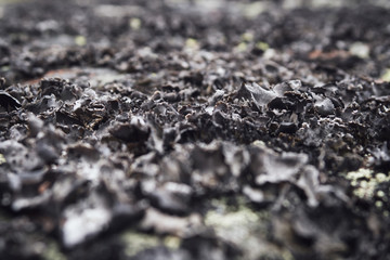 black lichen