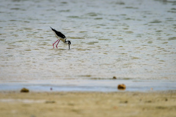 Black-necked stilt