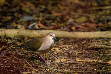 White-tipped dove