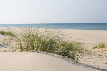 Curonian spit, national park in the Kaliningrad region, the beach of the Baltic Sea