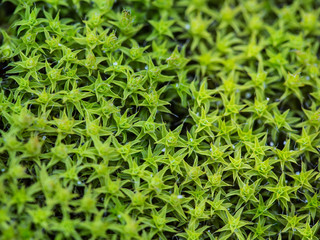 green moss close up