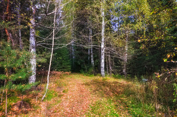 The rays of the setting sun illuminating the thicket of the forest autumn landscape.