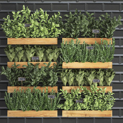 Decorative plants for the kitchen, a vertical garden of greenery