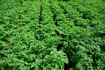 Fototapeta na wymiar Potato field with potato flowers on potato farm