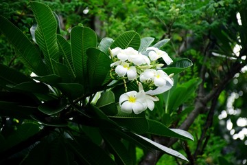White plumeria flowers with very beautiful green leaves in the backyard.
