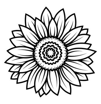 Sunflower Outline PNG Transparent Images Free Download | Vector Files |  Pngtree