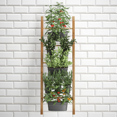 Decorative plants for the kitchen