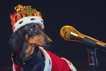 Black and tan adorable singing dachshund dog with microphone, in a royal mantle and a crown on the stage.