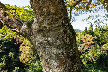 白山市　まがっとの欅