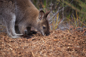 Wild baby wallaby Tasmania Australia