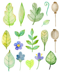 Set of watercolor flowers and green leaves