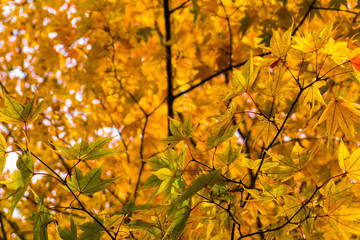 Colourful maple leaf on tree branch autumn season in Nikko