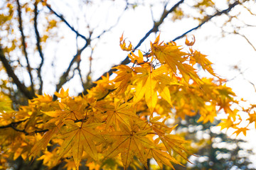 Colourful maple leaf on tree branch autumn season in Nikko