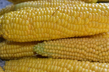 Ripe yellow fresh ears of corn.