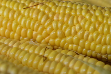 Ripe yellow fresh ears of corn.