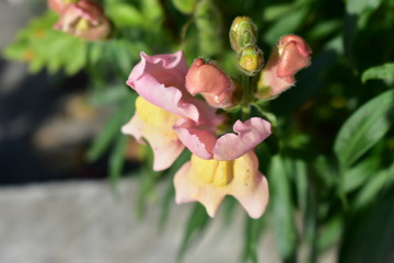 Snapdragon flowers yellow and red in the garden.
