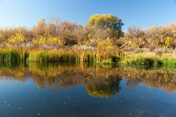 Mirror reflection of the shore in a pond on a sunny autumn day