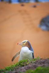 Hoiho/Yellow-Eyed Penguin at Katiki Nature Reserve South Island New Zealand