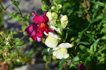Snapdragon flowers yellow and red in the garden.
