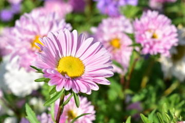 Obraz premium Aster flowers are multicolored on a green background.