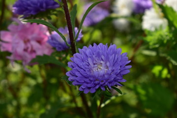 Aster flowers are multicolored on a green background.