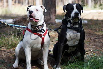 Hunde im Wald angebunden