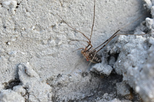senokosa common phalangium and plaster the walls with cement mortar.
