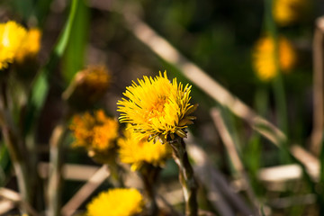 coltsfoot yellow flower