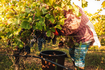 PUGLIA / ITALY -  SEPTEMBER 2019: Seasonal harvesting of Primitivo grapes in the vineyard