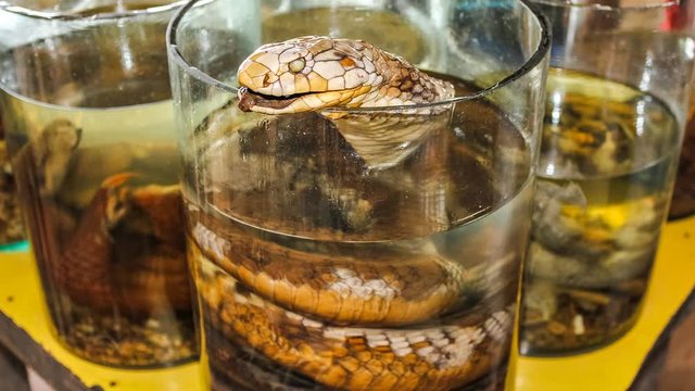 cinemagraph loop of the typical Thai liquor of snake in the traditional market of Laos during the famous tour of the Golden Triangle.