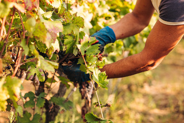 Obraz premium PUGLIA / ITALY - SEPTEMBER 2019: Seasonal harvesting of Primitivo grapes in the vineyard