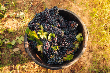 PUGLIA / ITALY -  SEPTEMBER 2019: Seasonal harvesting of Primitivo grapes in the vineyard