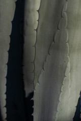 shallow depth field detail of spikes on a cactus leafs