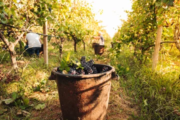 Schilderijen op glas PUGLIA / ITALY -  SEPTEMBER 2019: Seasonal harvesting of Primitivo grapes in the vineyard © sabino.parente