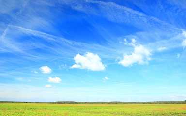 Obraz premium Beautiful landscape with blue sky, green meadow and forest on horizon