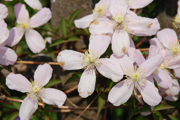 Petaloso 