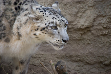 Fototapeta premium 雪豹