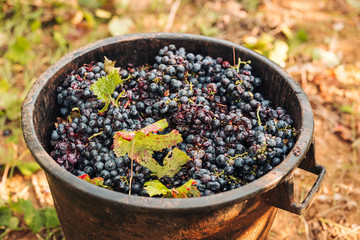 PUGLIA / ITALY -  SEPTEMBER 2019: Seasonal harvesting of Primitivo grapes in the vineyard