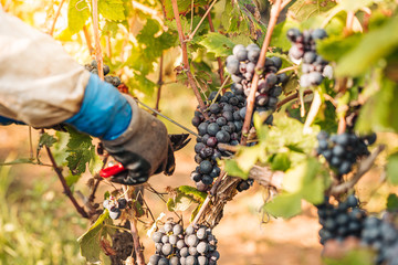 PUGLIA / ITALY -  SEPTEMBER 2019: Seasonal harvesting of Primitivo grapes in the vineyard