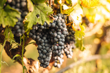 PUGLIA / ITALY -  SEPTEMBER 2019: Seasonal harvesting of Primitivo grapes in the vineyard - obrazy, fototapety, plakaty