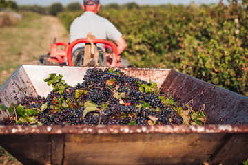 PUGLIA / ITALY -  SEPTEMBER 2019: Seasonal harvesting of Primitivo grapes in the vineyard