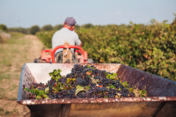 PUGLIA / ITALY -  SEPTEMBER 2019: Seasonal harvesting of Primitivo grapes in the vineyard