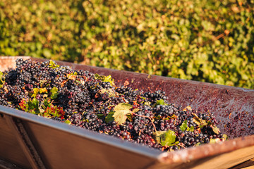PUGLIA / ITALY -  SEPTEMBER 2019: Seasonal harvesting of Primitivo grapes in the vineyard