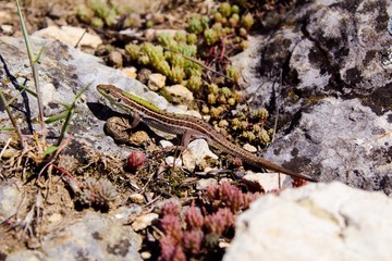lizard on rock