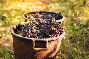 PUGLIA / ITALY -  SEPTEMBER 2019: Seasonal harvesting of Primitivo grapes in the vineyard