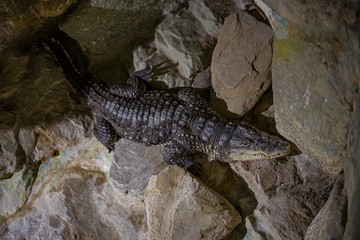 Crocodile from the above