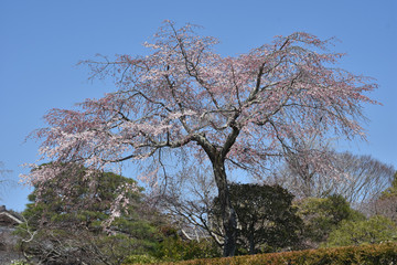桜